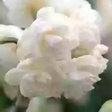 Cheerfulness